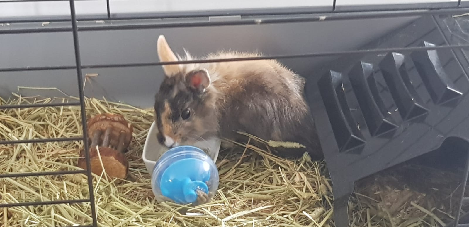Ma gourmande est occupée