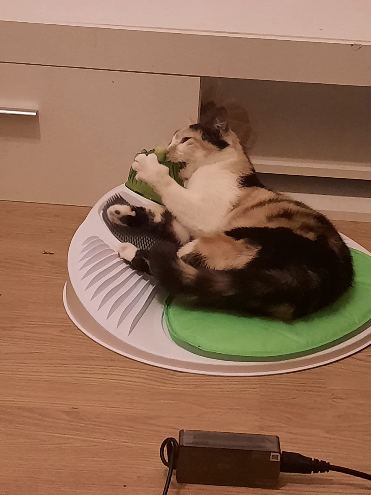 Mitigé selon les chats