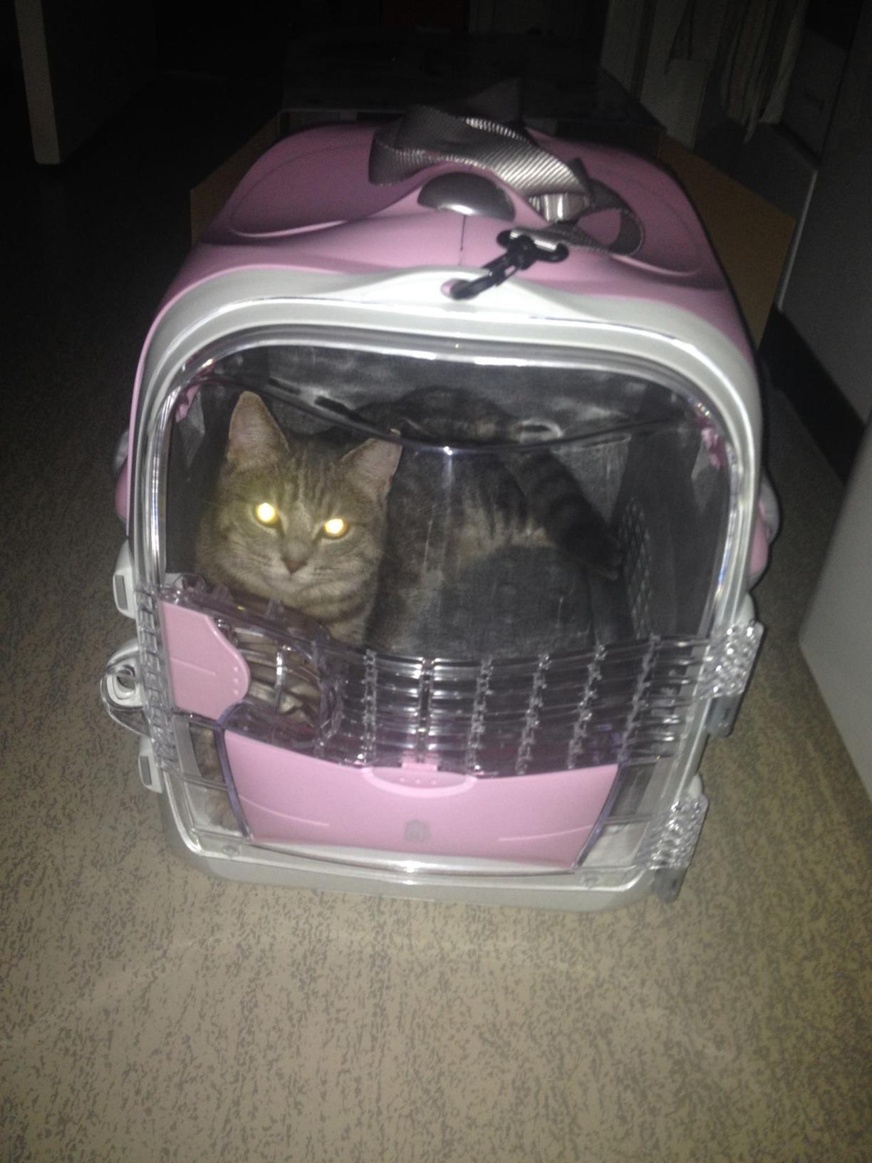 Mon chat l'a adoptée