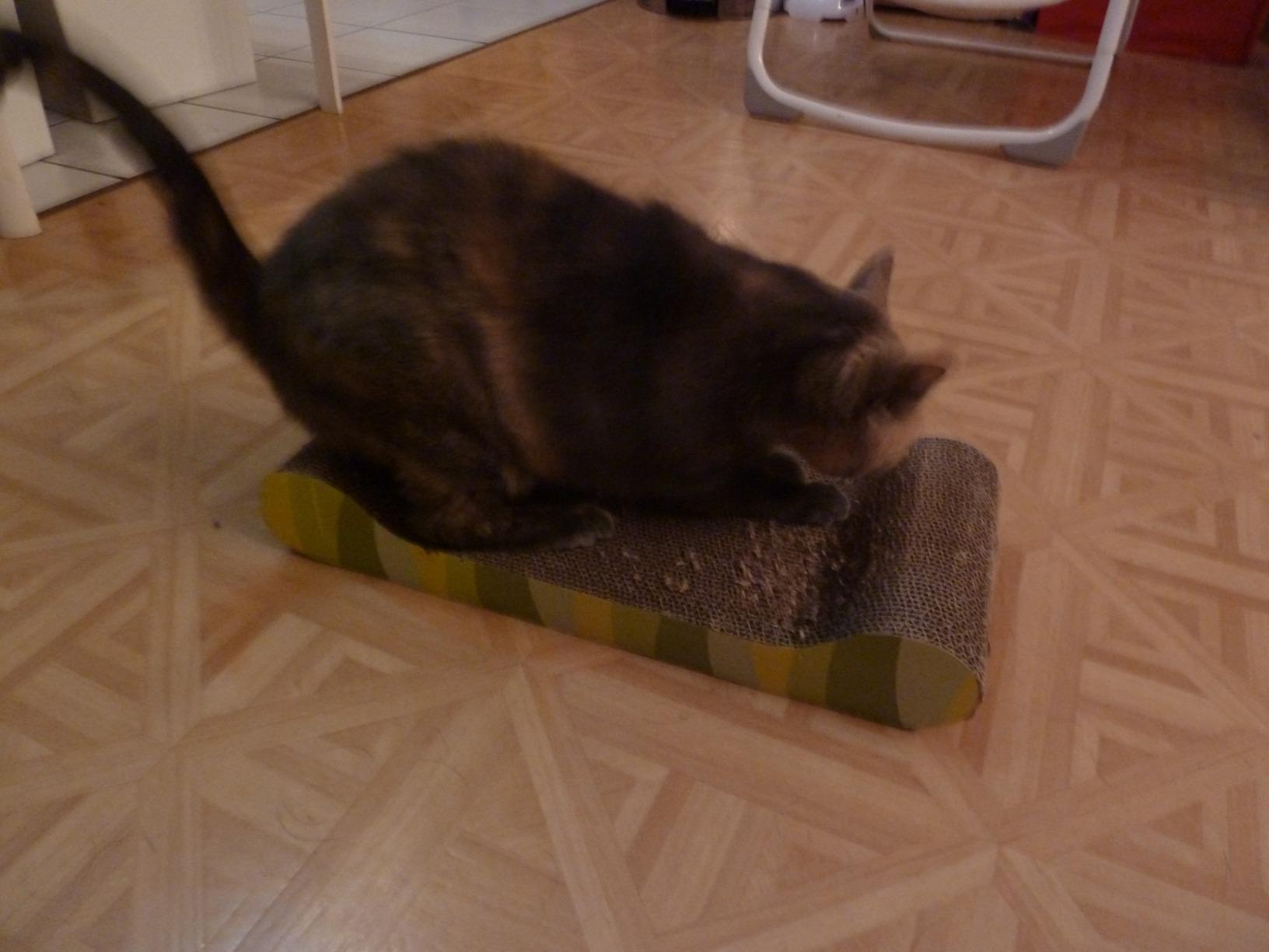 Mon vieux chat l'utilise