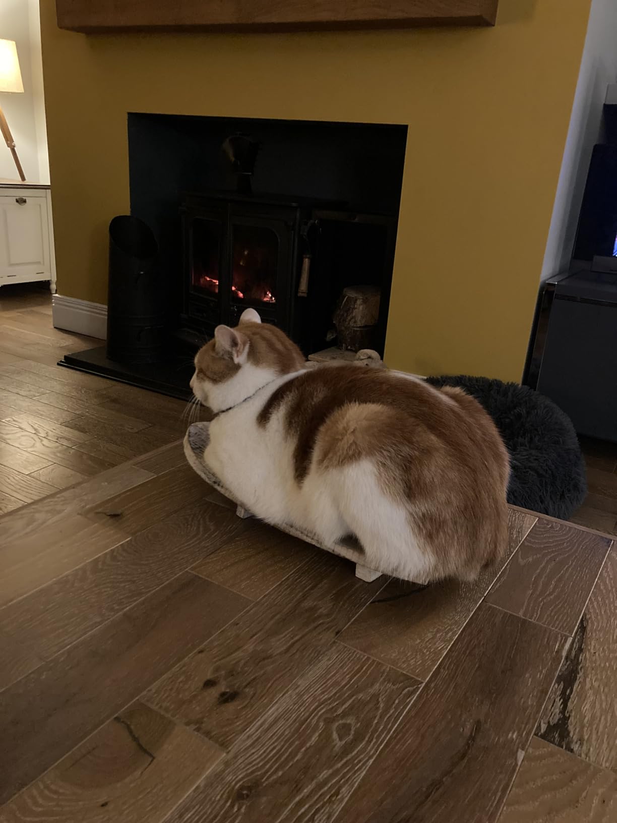 Validée par mon chat difficile
