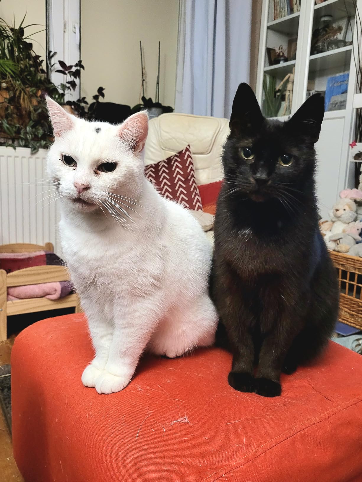 Parfaite pour mon vieux pépère