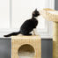 pawhut-arbre-chat-tour-haute-avec-griffoirs-et-chelle image 8