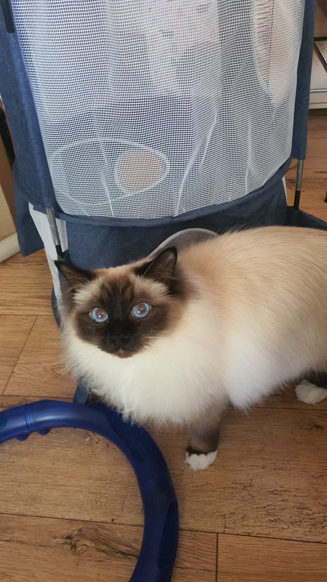 Ma vieille minette revit