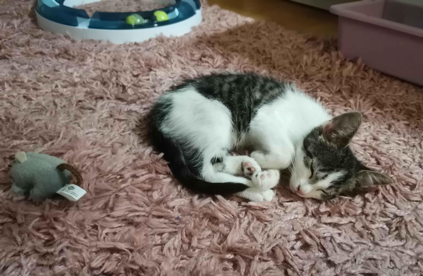 Mon ado chat valide