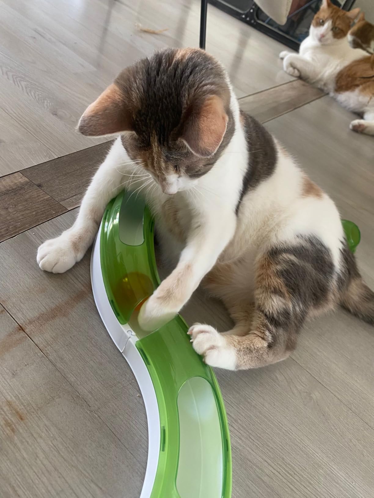 Ma vieille chatte s'y est mise