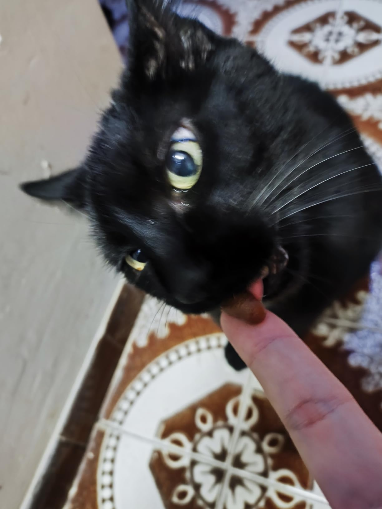 Top pour chat âgé