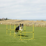 pawhut-kit-agility-4-haies-r-glables-en-hauteur-pour-chien-avec-sac-jaune image 4
