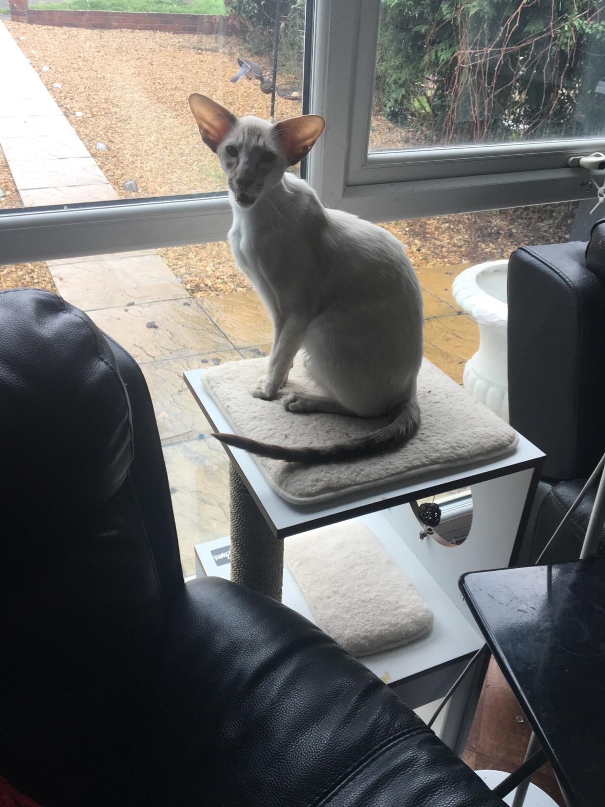 Qualité Vesper au rendez-vous, je recommande ce tabouret cube blanc taille S pour tous les chats d'intérieur qui aiment se cacher et faire leurs griffes proprement