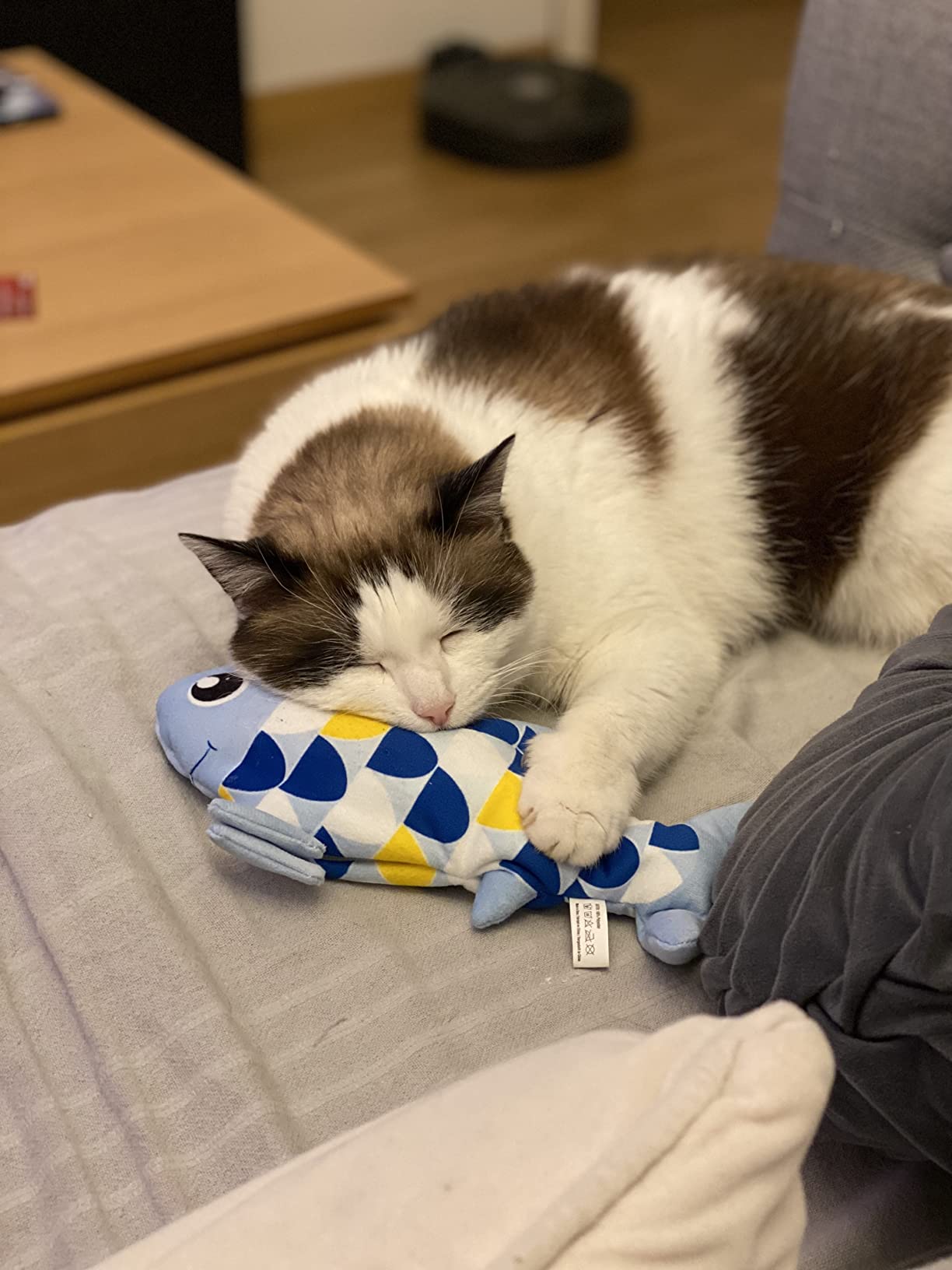 Mon chat ne le quitte plus