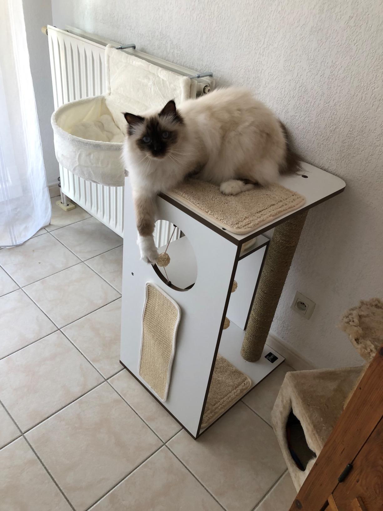 Idéal pour deux chats