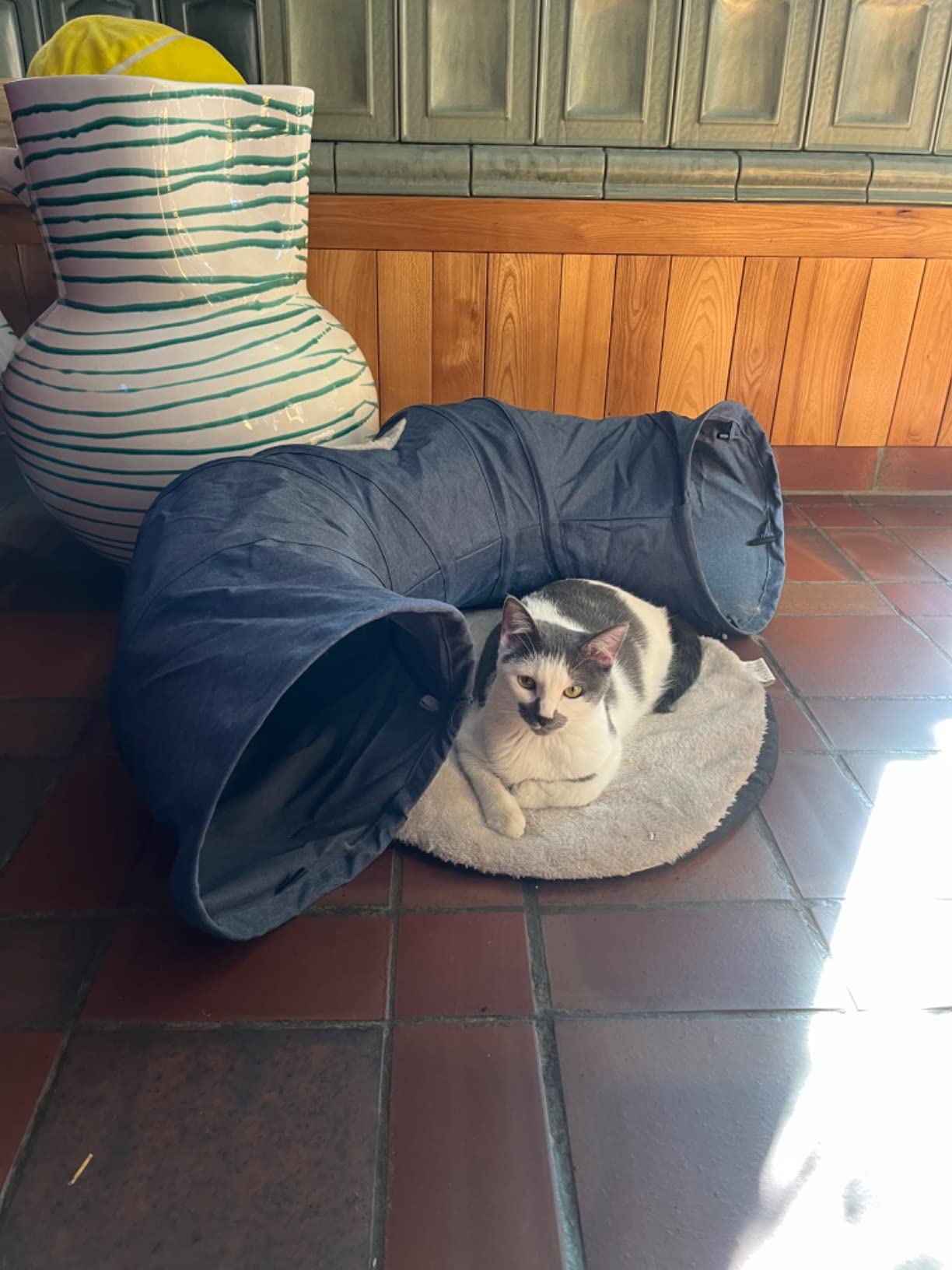 Adopté en 5 minutes