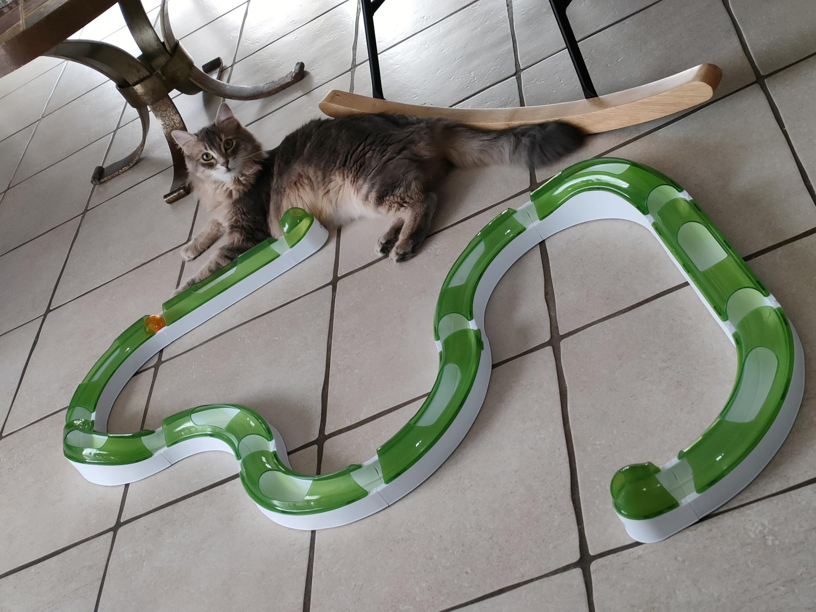 Adopté dès le premier soir