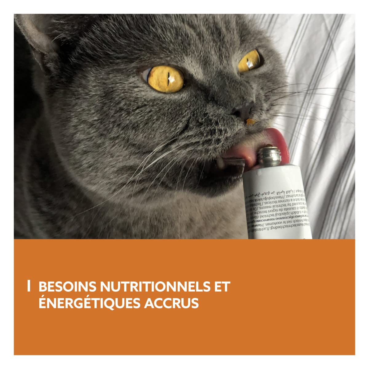 gimcat-expert-line-p-te-energy-p-te-nerg-tique-pour-chat-50-g image 3