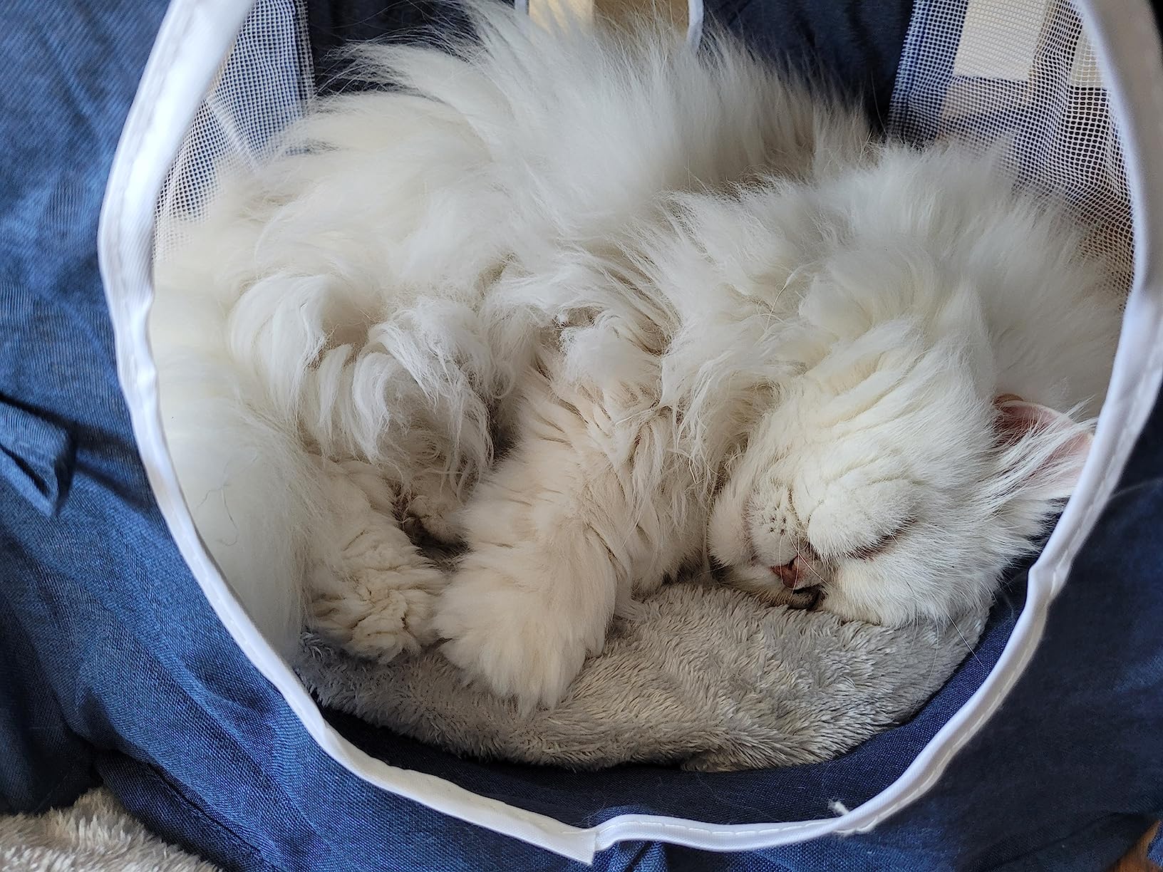 Trop léger pour mon gros chat