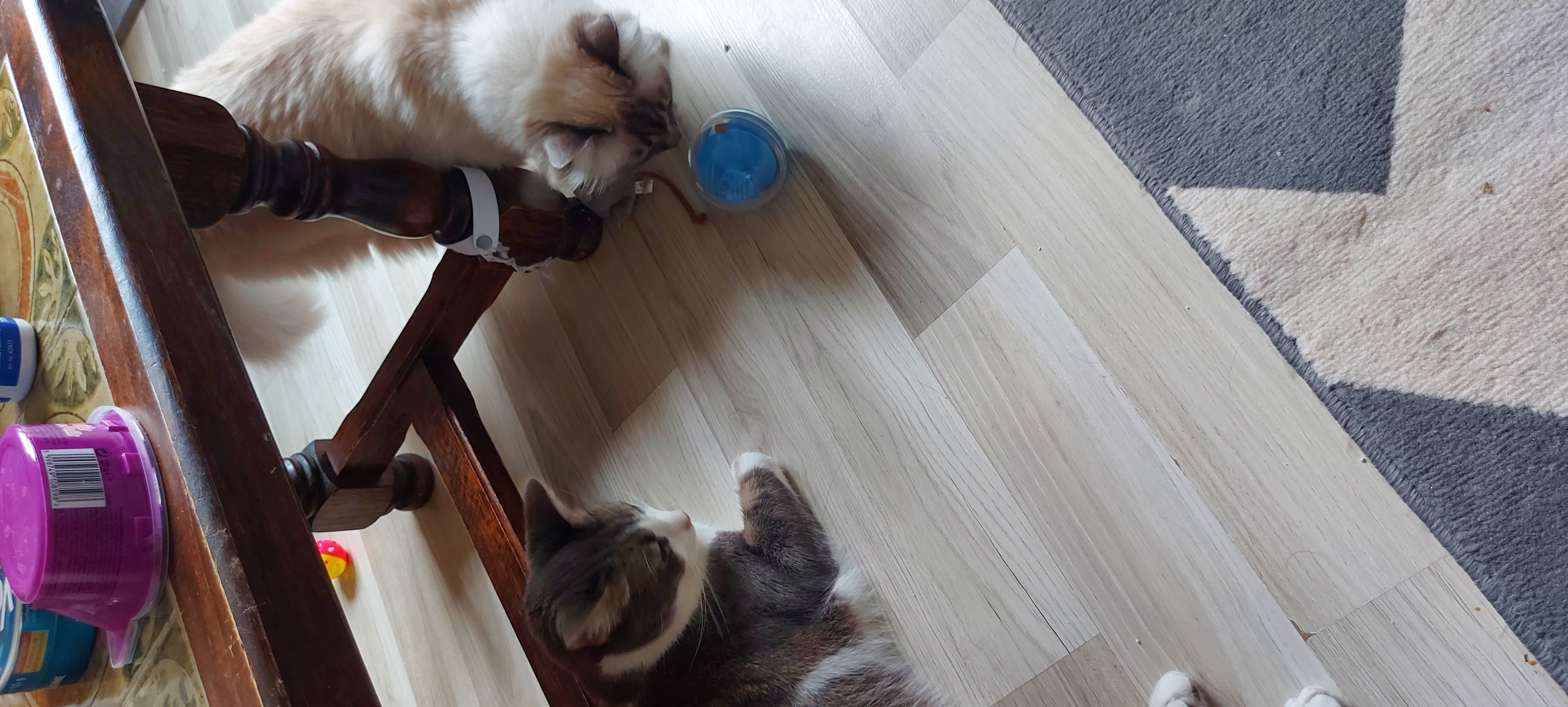 Mon vieux chat s'en fiche