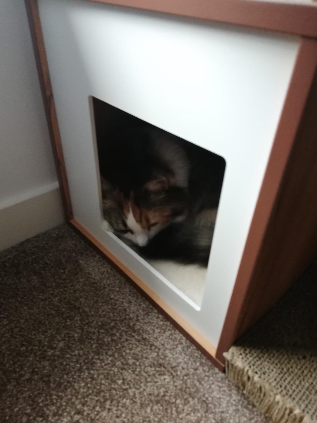 Adopté dès le premier soir