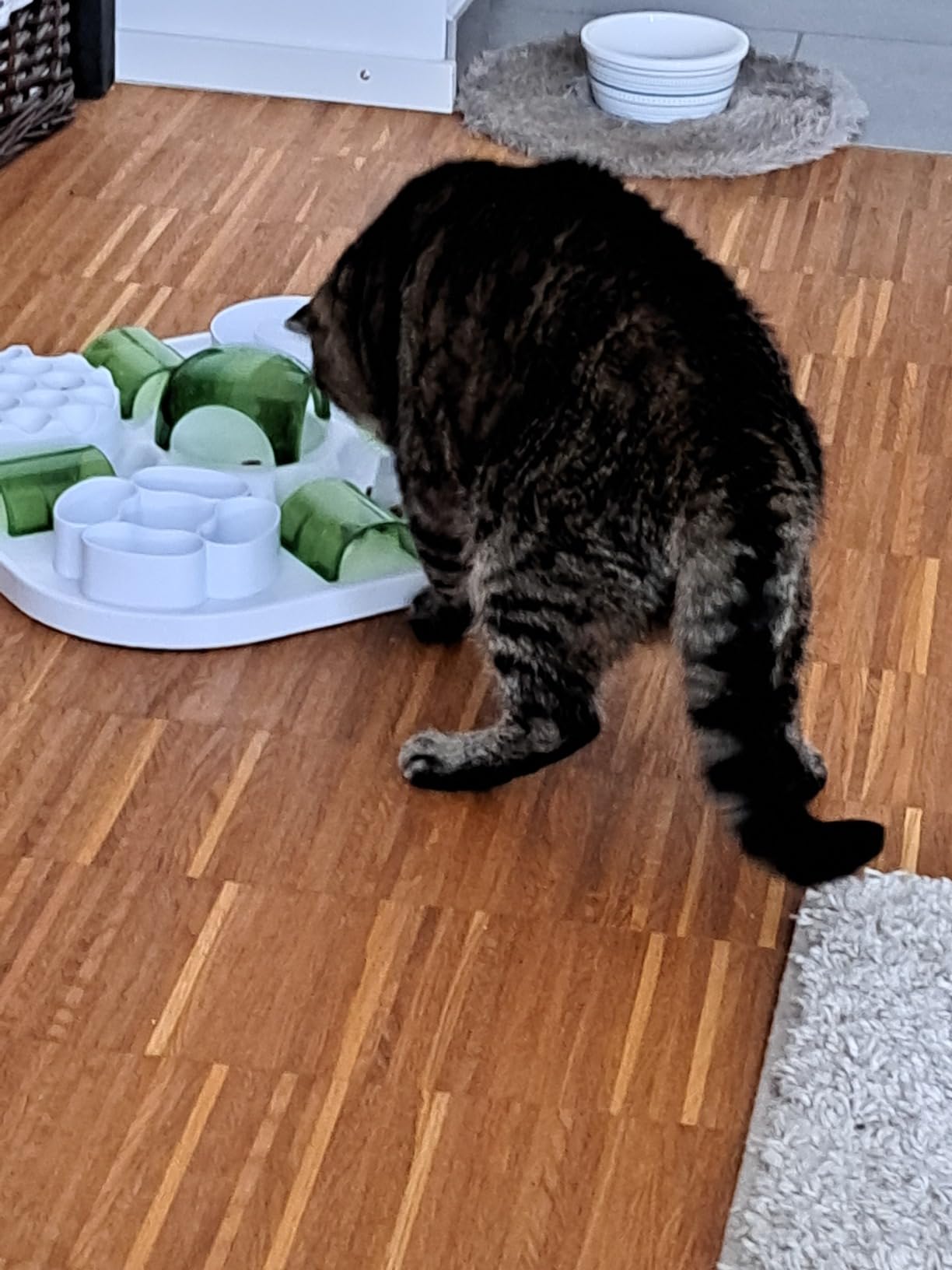 Parfait pour deux chats