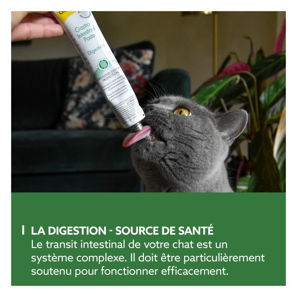 gimcat-expert-line-p-te-gastro-intestinal-pour-chat-50-g image 3
