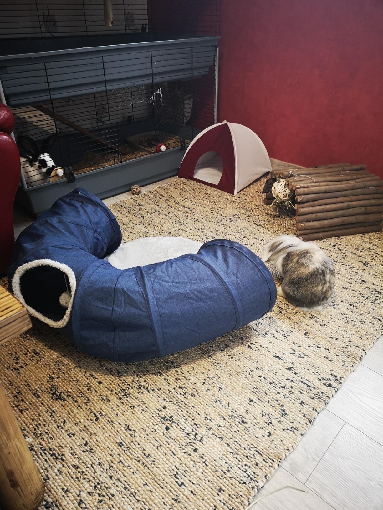 Mon vieux matou a retrouvé sa jeunesse