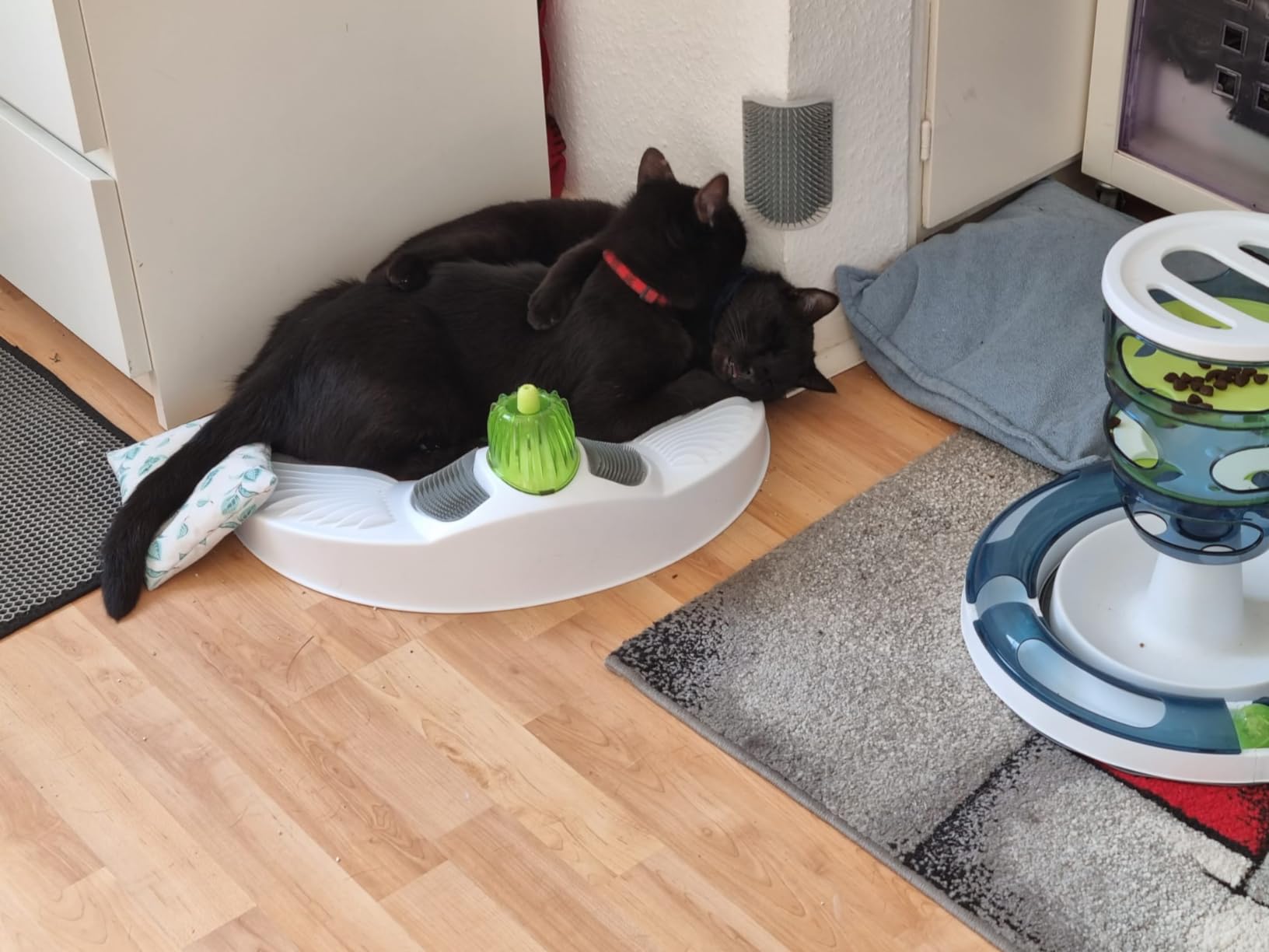 Mon chat ne la quitte plus