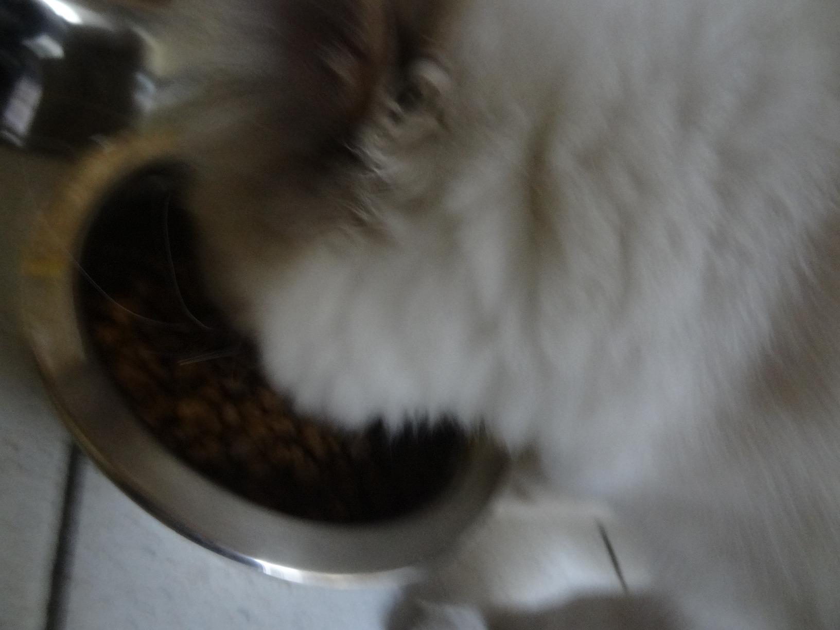 Très bonnes croquettes chaton