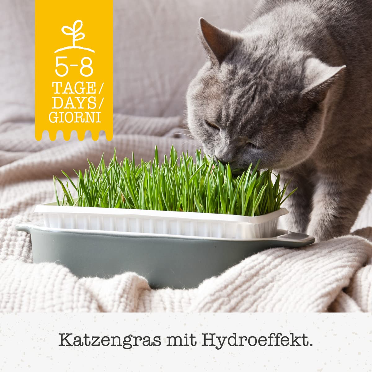 gimcat-hydro-gras-herbe-chat-fra-che-cultiver-150-g image 2